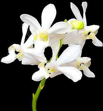 Doritis pulcherrima v alba